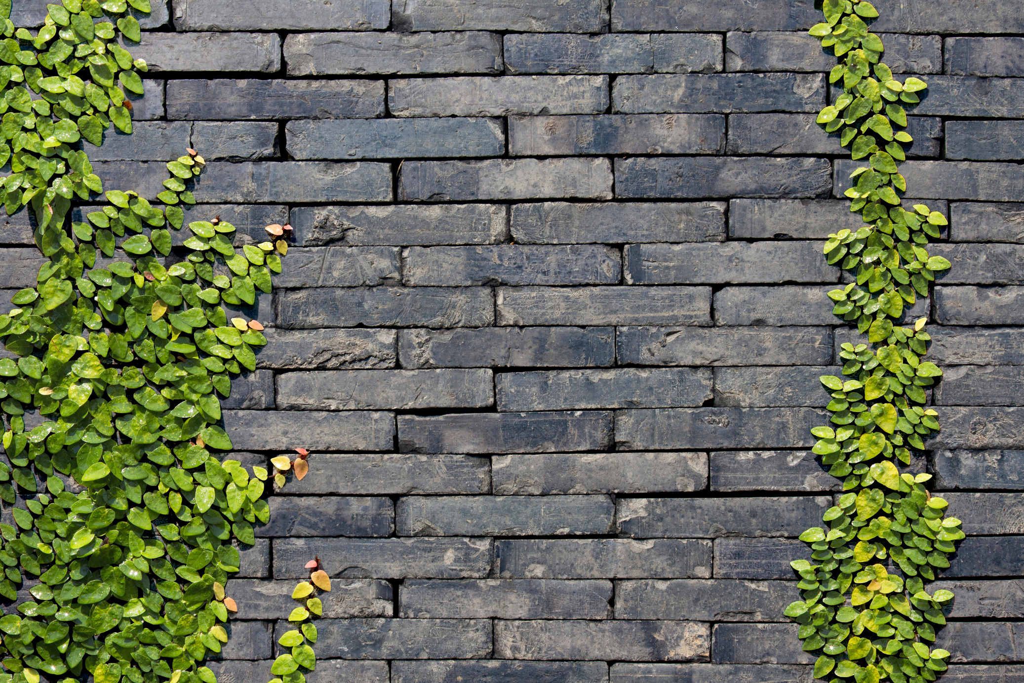 Sand Stone Wall with Vine